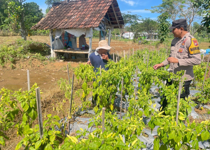 Polres Ngawi Dorong Optimalisasi Lahan Pertanian, Bhabinkamtibmas Ngrambe Monitoring Tanaman Sayuran Warga