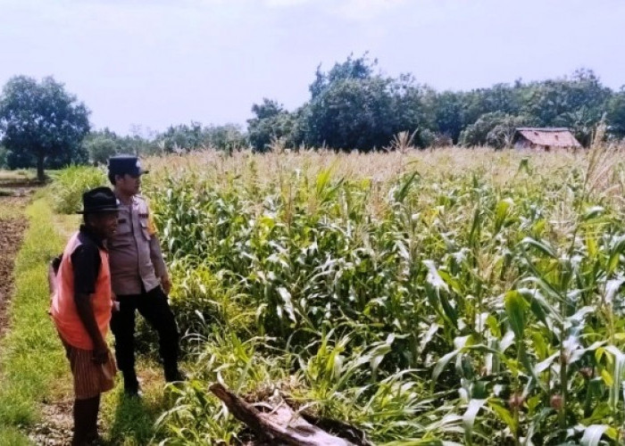 Dukung Swasembada Pangan, Polsek Klampis Beri Pendampingan Petani Jagung Buluk Agung