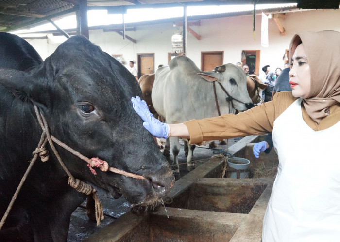 Sidoarjo Terima Satu Ekor Sapi Kurban dari Presiden