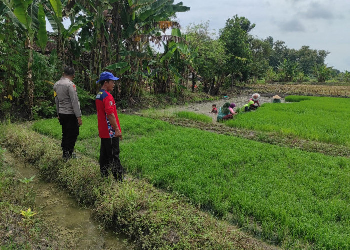 Bhabinkamtibmas Polsek Bubulan Hadir Dampingi Petani Dukung Program Ketahanan Pangan Nasional