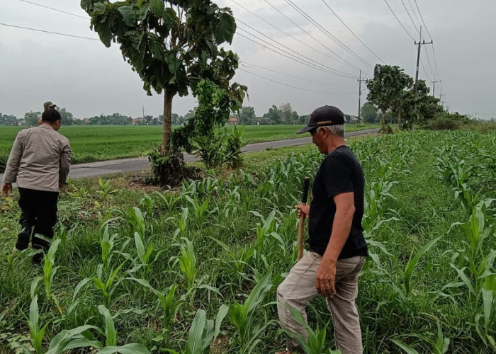 Polsek Tarik Optimalisasi Pengelolaan Lahan Jagung untuk Ketahanan Pangan