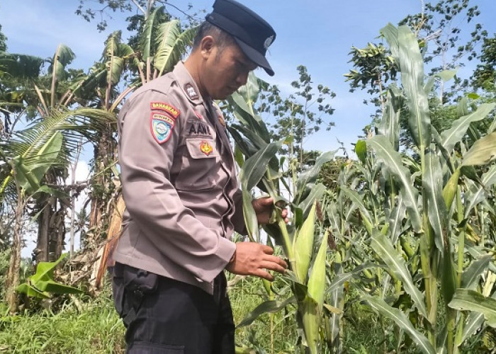 Polsek Pasirian Aktif Dukung Ketahanan Pangan Nasional di Lumajang