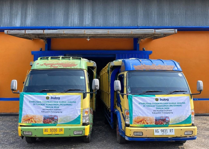 Bulog Jatim Salurkan 100 Ribu Ton Jagung SPHP, Peternak Bisa Tebus Rp5.000 per Kg