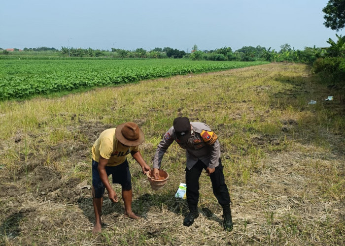 Dukung Ketahanan Pangan, Polsek Wonoayu Tanam Jagung Bersama Petani Mulyodadi