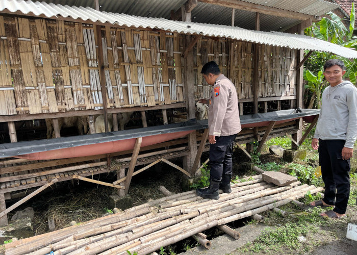 Polsek Krembung Dampingi Peternak Kambing Desa Rejeni, Dukung Ketahanan Pangan Bergizi P2B