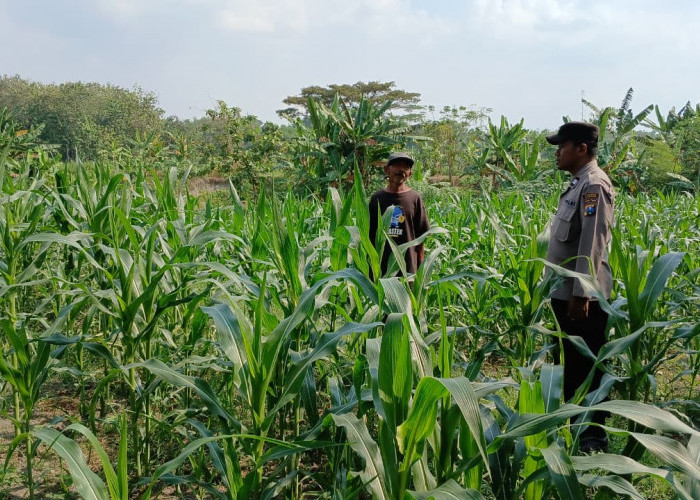 Polsek Ngraho Dampingi Petani Jagung, Dukung Program Ketahanan Pangan Nasional di Bojonegoro