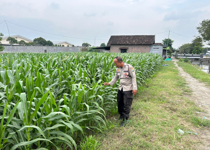 Anggota Polsek Prambon Blusukan ke Lahan Pertanian, Sukseskan Ketahanan Pangan Polresta Sidoarjo