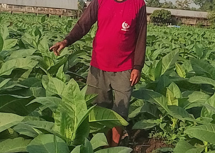 Petani Tembakau Utara Brantas Waswas Anomali Curah Hujan Picu Gagal Tanam