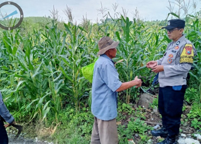 Polres Pasuruan Kini Kawal Budidaya Jagung Menuju Sukses Swasembada Pangan