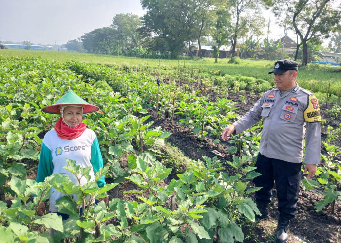 Bhabinkamtibbas Geneng Monitoring Lahan Terong dan Cabai Warga, Perkuat Ketahanan Pangan di Ngawi 