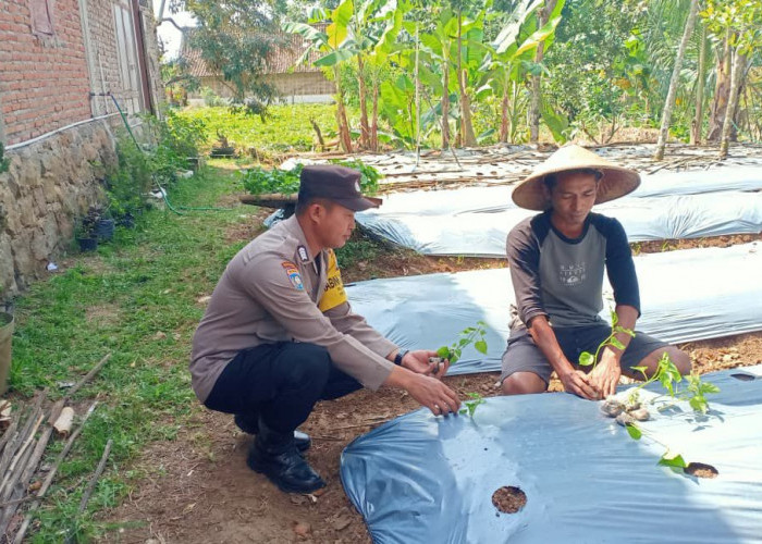 Dorong Ketahanan Pangan, Bhabinkamtibmas Polres Ngawi Monitoring Pekarangan Bergizi di Umbulrejo