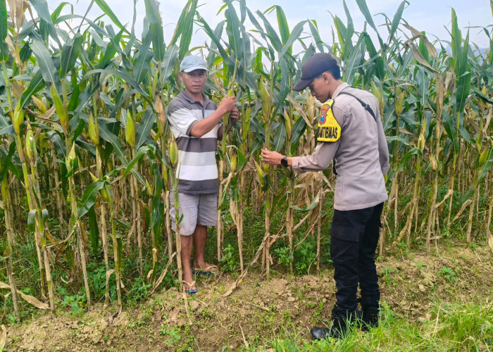 Polsek Tempursari Tinjau Lahan Jagung Warga, Dukung Program Ketahanan Pangan Nasional