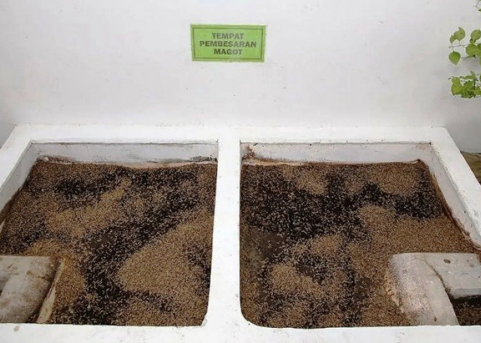 Warga Kebonsari Harap Lurah Baru Dukung Pengembangan Rumah Maggot