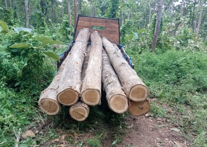 Ilegal Logging di Madiun Digagalkan, Pelaku Kabur