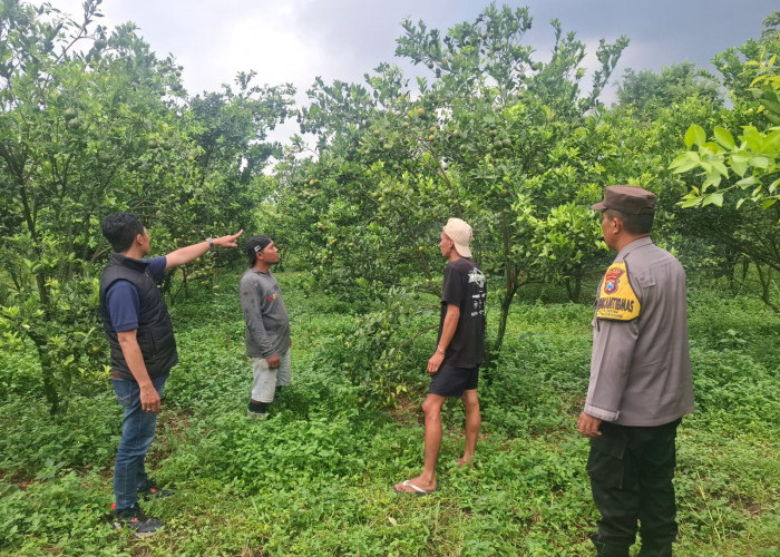 Resahkan Petani Poncokusumo, Pencuri Ratusan Kilogram Jeruk Diringkus Polisi, Terancam 7 Tahun Penjara