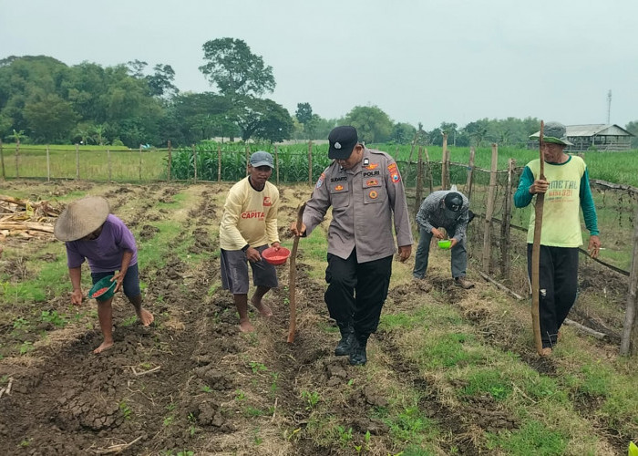 Polsek Kalitidu Bersama Petani Sukoharjo Tanam Jagung Dukung Program Ketahanan Pangan