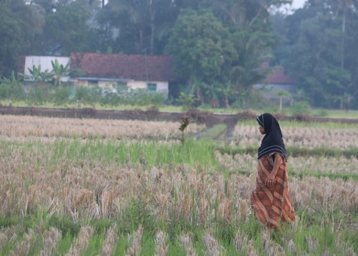 Kekeringan Meluas di Jawa Timur, Tiga Daerah Tingkatkan Status Tanggap Darurat