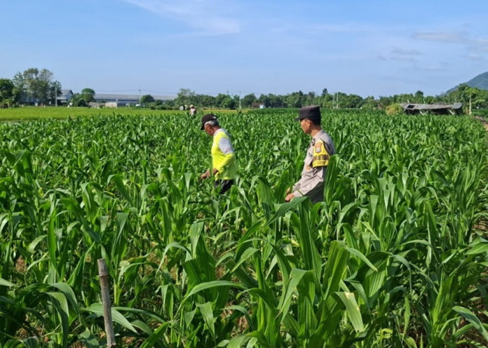 Panen Berkualitas dan Terserap Bulog, Bhabinkamtibmas Datengan Dampingi Petani Jagung