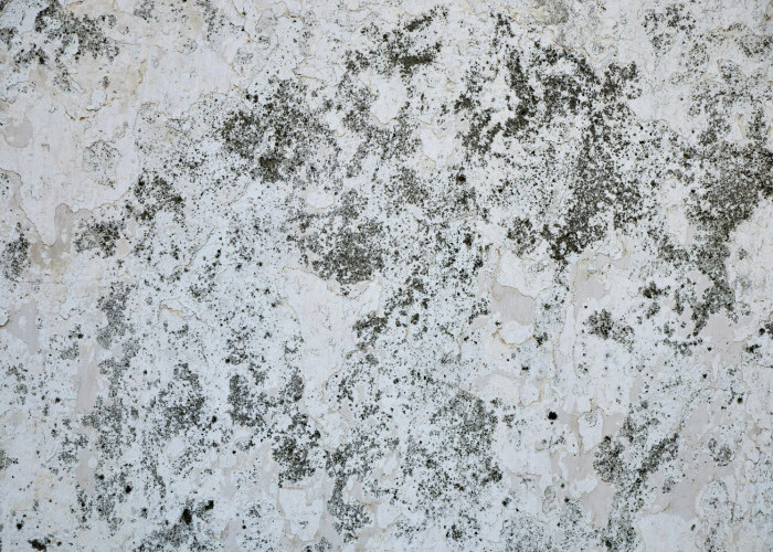 Waspada Masalah Dinding Pascahujan, Ini Strategi Tuntaskan Tembok Lembap dan Jamur agar Rumah Tetap Sehat