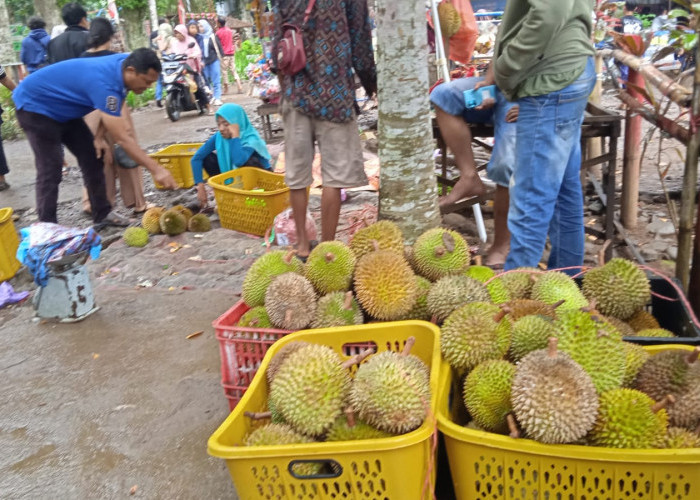 Kampung Durian Jember, Wisata Alam dan Kuliner Durian yang Sempurna