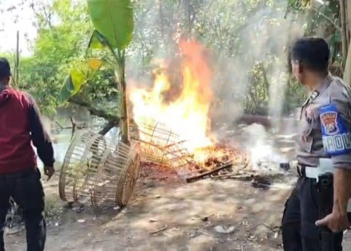 Polisi Bakar Arena Sabung Ayam di Kemantren Tulangan Sidoarjo