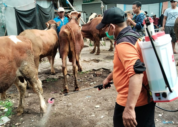 Peternak di Kabupaten Pasuruan Andalkan Obat Alami, Waspada Penyebaran PMK