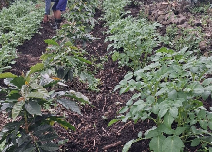 PLN Indonesia Power UBP Grati Perkuat Ketahanan Ekosistem Gunung Arjuno melalui Program Eco Agropreneur