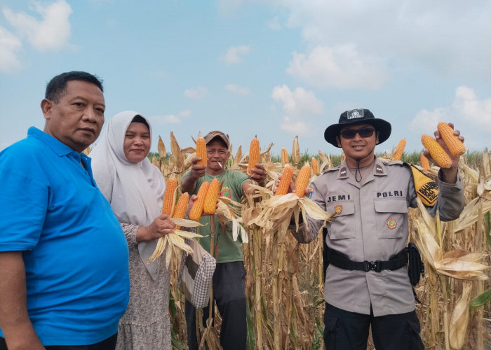 Bhabinkamtibmas Yosowilangun Lor Ikut Panen Jagung, Dorong Ketahanan Pangan Desa