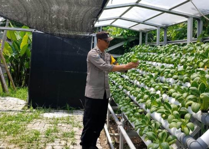 Polsek Pabean Cantikan Dukung Ketahanan Pangan Lewat Pembinaan Petani Hidroponik