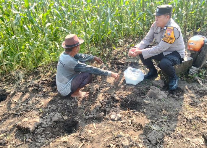 Dukung Swasembada Pangan, Polsek Sedati Dampingi Perawatan Jagung Pekarangan di Desa Buncitan