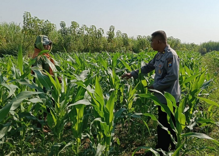 Polsek Porong dan Petani Pantau Tanaman Jagung Dukung Swasembada Pangan