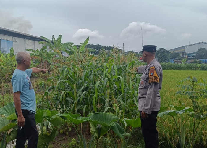 Bhabinkamtibmas Desa Kraton Pantau Pertumbuhan Jagung Dukung Ketahanan Pangan Nasional