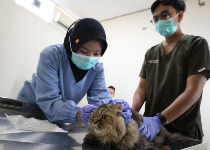 Mudik Tenang, Titip Anabul di Puskeswan Cuma Rp 30 Ribu