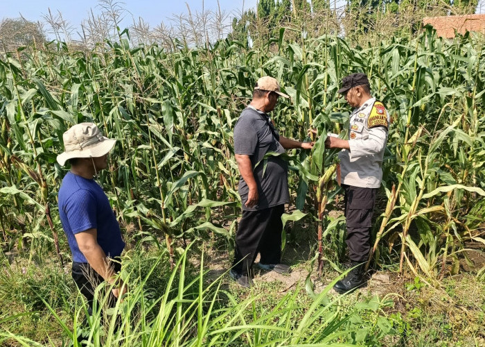 Dukung Swasembada Pangan, Polsek Sidoarjo Kota Dampingi Perawatan Jagung