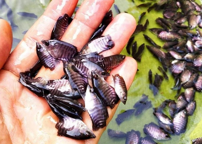 Wabup Lumajang Tebar 1.750 Ribu Bibit Ikan di Rowo Kancu