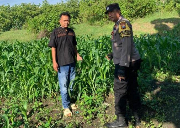 Bhabinkamtibmas Polsek Padangan Tinjau Lahan Tanaman Jagung Program Asta Cita Presiden di Desa Ngeper