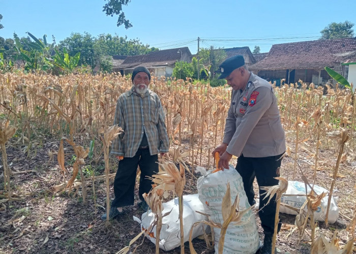 Bhabinkamtibmas Karanganyar Monitoring Lahan Jagung Warga, Perkuat Ketahanan Pangan di Ngawi