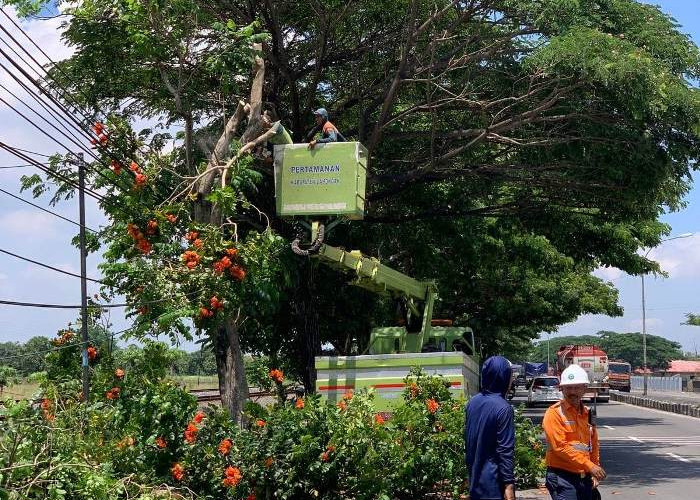 Pemkab Lamongan Lakukan Pemangkasan Pohon Antisipasi Cuaca Ekstrem