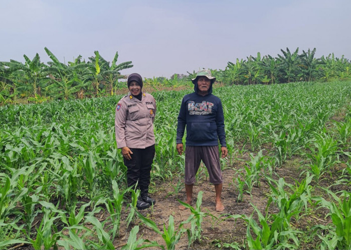 Polsek Gedangan Bersama Petani Punggul Optimalkan Panen Jagung 