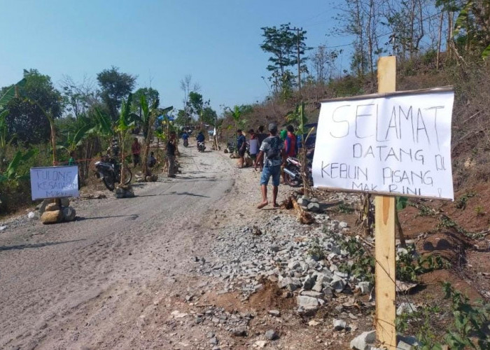 Protes Jalan Rusak, Warga Kebonsari Blitar Lakukan Aksi Tanam Pohon Pisang