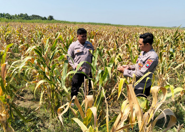 Panen Jagung di Desa Bulang, Polisi Dampingi Petani Sukseskan Ketahanan Pangan
