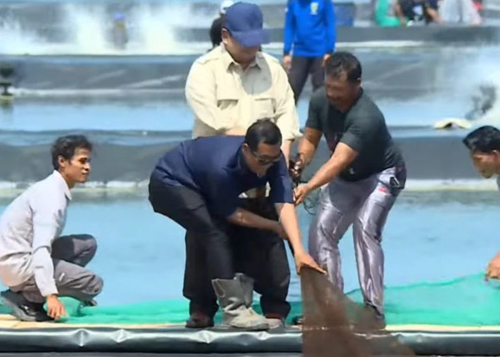 Prabowo Ikut Tarik Jaring Nelayan saat Panen Raya Udang di Kebumen