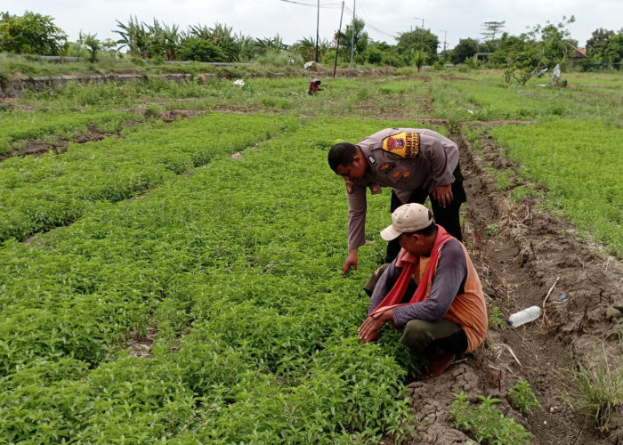 Dukung Program Asta Cita, Polisi di Sidoarjo Tanam Sayur bersama Warga Grabagan Tulangan