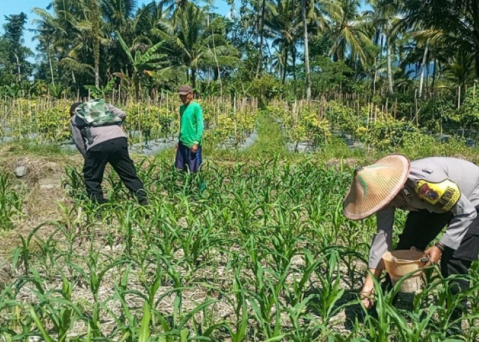 Polsek Candipuro Lumajang Dampingi Petani Jagung Wujudkan Ketahanan Pangan