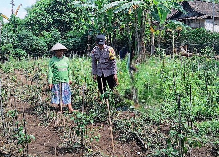 Bhabinkamtibmas Bringin Cek Pertanian Sayuran, Dukung Ketersediaan Pangan Warga