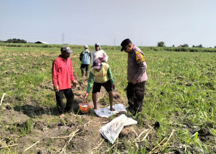 Polsek Tulangan Dorong Swasembada Pangan SIdoarjo Lewat Monitoring Perkebunan Tebu Kajeksan