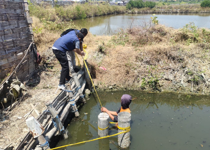Kelola Limbah Tak Sesuai Prosedur, DLH Gresik Segel 4 Tambak Udang di Ujungpangkah