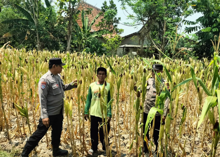 Bhabinkamtibmas Bringin Cek Pertanian Jagung, Dukung Ketahanan Pangan di Ngawi