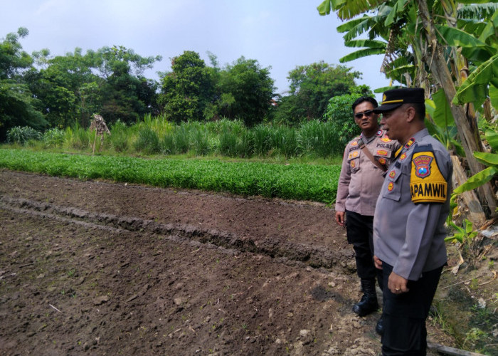 Polsek Krembung Gandeng Petani Rejeni, Dongkrak Ketahanan Pangan Budi Daya Kangkung