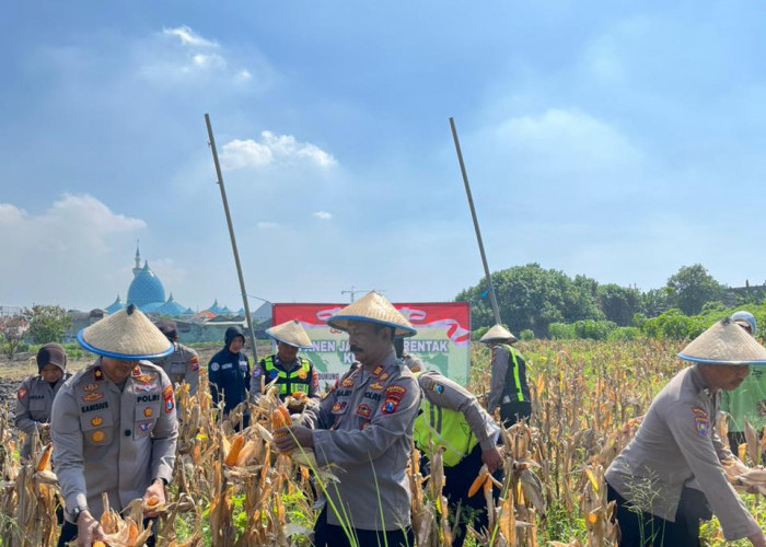 Polsek Taman Panen Jagung Serentak di Lahan Lingkar Mas Sepanjang, Dukung Ketahanan Pangan Nasional
